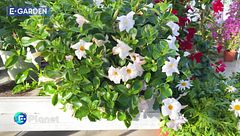 E-Garden: la dipladenia