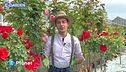 E-Garden: la rosa