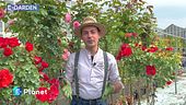 E-Garden: la rosa