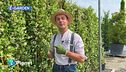 E-Garden: le piante rampicanti