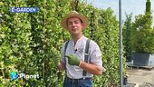 E-Garden: le piante rampicanti