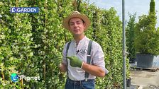 E-Garden: le piante rampicanti