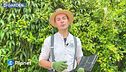 E-Garden - La pacciamatura