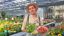 E-Garden: le fragole