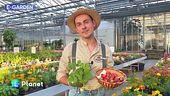 E-Garden: le fragole