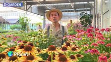 E-Garden: Le Echinacee