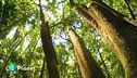 Curare l'Amazzonia