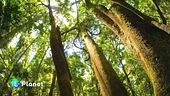 Curare l'Amazzonia
