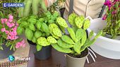 E-Garden: piante assetate
