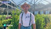 E-Garden: il Mesembriantemo