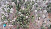 La voce degli alberi