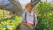 E-Garden: i fiori del passato