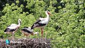 Preservare la biodiversità