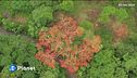Artists for plants