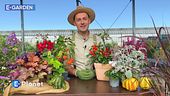 E-Garden Consigli per un balcone autunnale