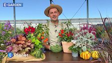 E-Garden Consigli per un balcone autunnale