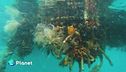 Nuovi reef per il mare