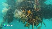 Nuovi reef per il mare