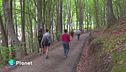 Forest bathing: un tuffo nella natura