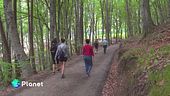 Forest bathing: un tuffo nella natura