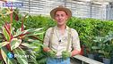 E-Garden - Il rientro delle piante in appartamento