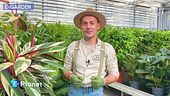 E-Garden - Il rientro delle piante in appartamento