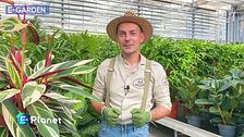 E-Garden - Il rientro delle piante in appartamento