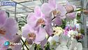 E-Garden: l'orchidea Phalaenopsis