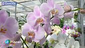 E-Garden: l'orchidea Phalaenopsis