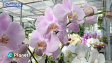 E-Garden: l'orchidea Phalaenopsis