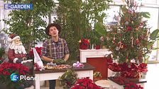 E-Garden: l'albero di Natale