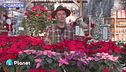 E-Garden: la stella di Natale