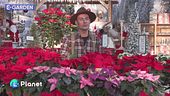 E-Garden: la stella di Natale
