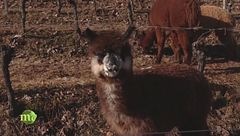 Puntata del 22 gennaio