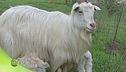La capra Cashmere