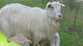 La capra Cashmere