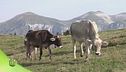 Puntata del 18 giugno -Prima parte