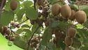 Kiwi, frutto d'inverno