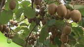 Kiwi, frutto d'inverno