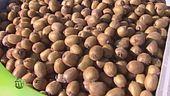 Dove si lavora il kiwi