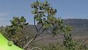Pistacchi di Bronte e non solo