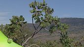 Pistacchi di Bronte e non solo