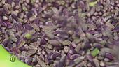 Le proprietà nutrizionali del pistacchio