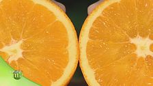 Coltivazione biologica e raccolta di arance ed altri agrumi
