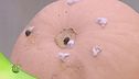 Biologico, lotta ai parassiti grazie alle coccinelle