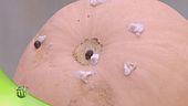 Biologico, lotta ai parassiti grazie alle coccinelle