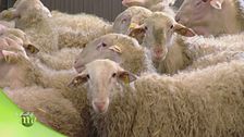 L'allevamento delle pecore