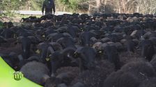 La pecora massese