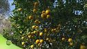 Frutti di Calabria