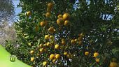 Frutti di Calabria